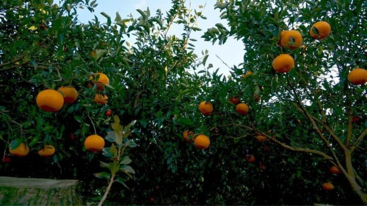 When to Fertilize A Citrus Tree? Fertilize Citrus Trees