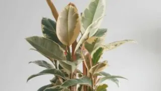 热带榕属植物濒危语言联盟tica Tineke