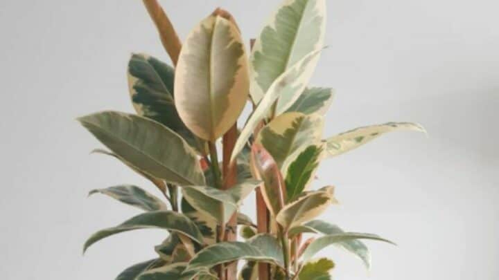 Ficus Tineke Care (Ficus Elastica Tineke) — #1 Best Tips
