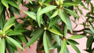 热带榕属植物Nerifolia
