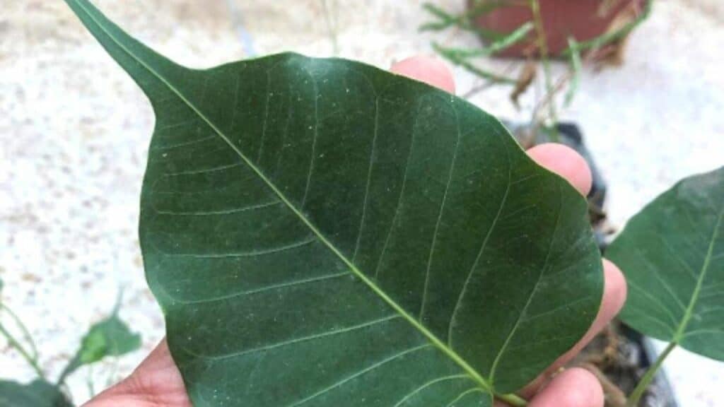 Ficus Religiosa Leaf
