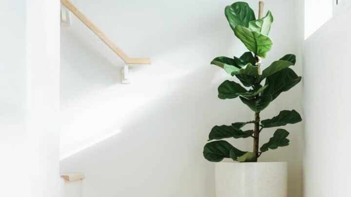 How To Prune Fiddle Leaf Fig The Correct Way!