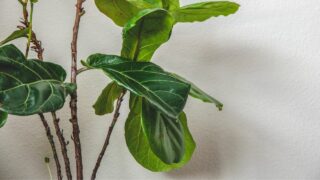 Fiddle Leaf Fig Stem