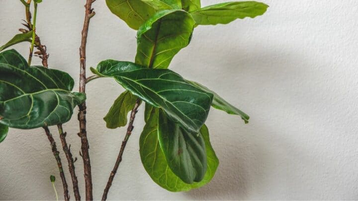 How To Thicken Fiddle Leaf Fig Trunk – A Must-Read Guide