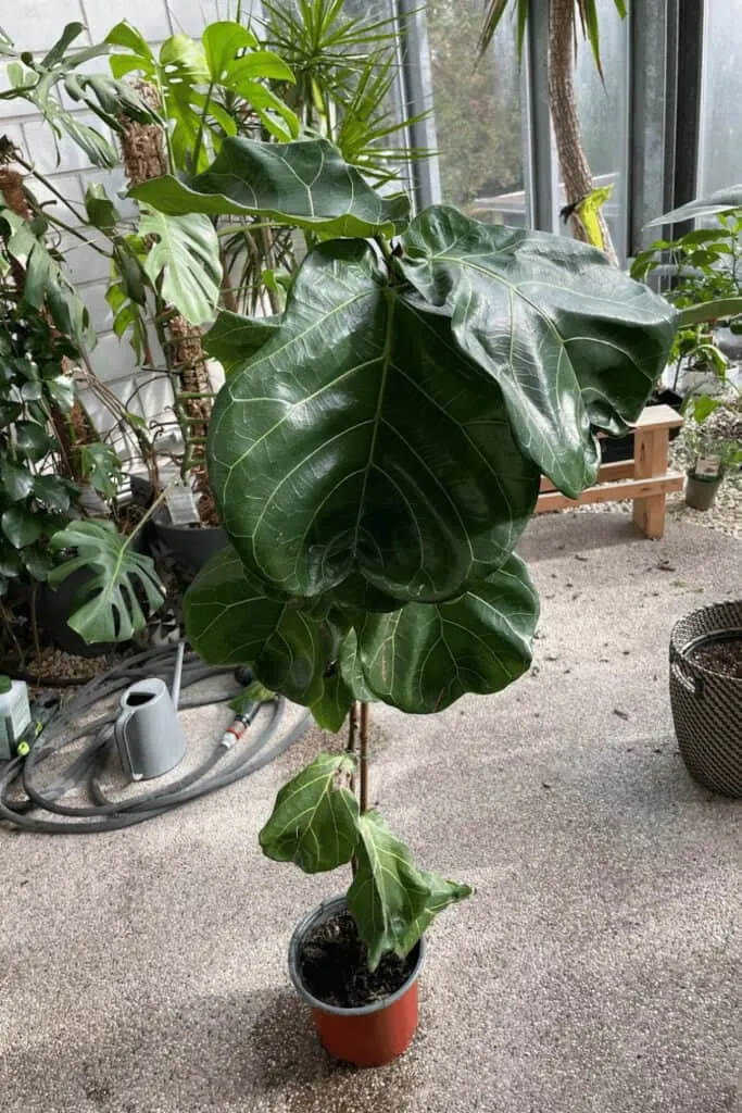 Fiddle Leaf Fig in my winter garden. Lost most of its lower leaves in winter