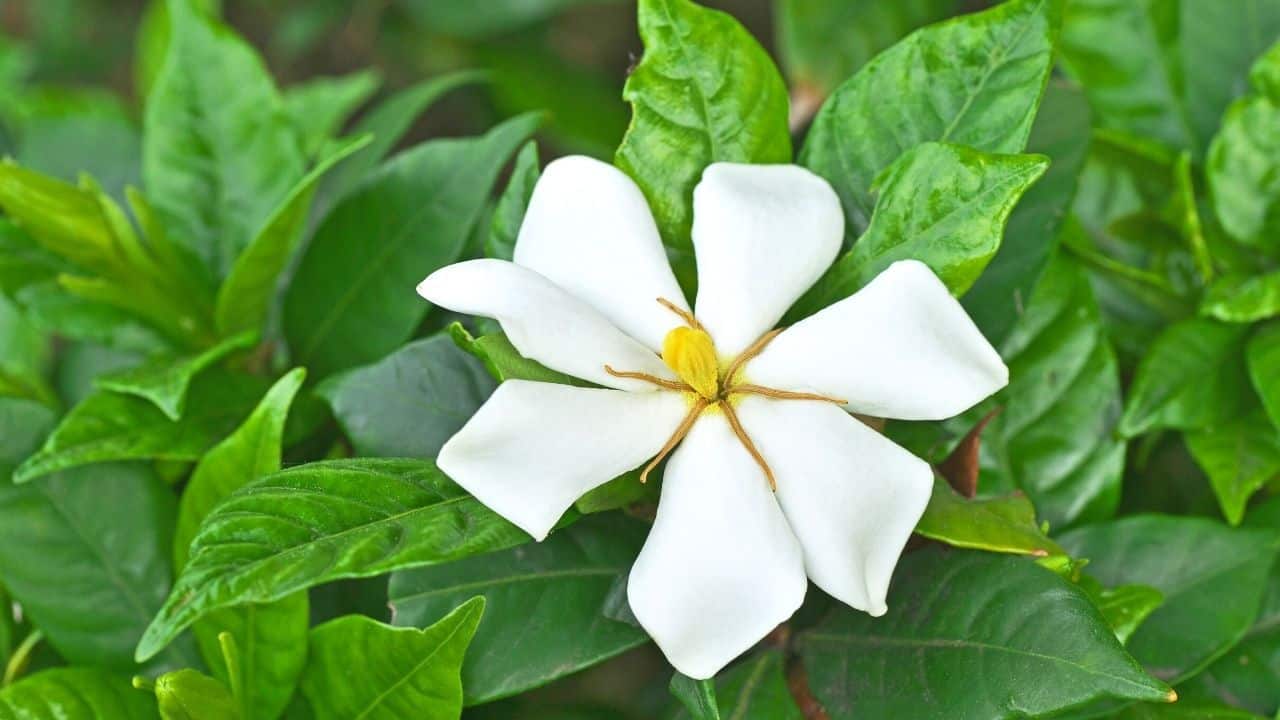 How Fast do Gardenias Grow? — The Answer