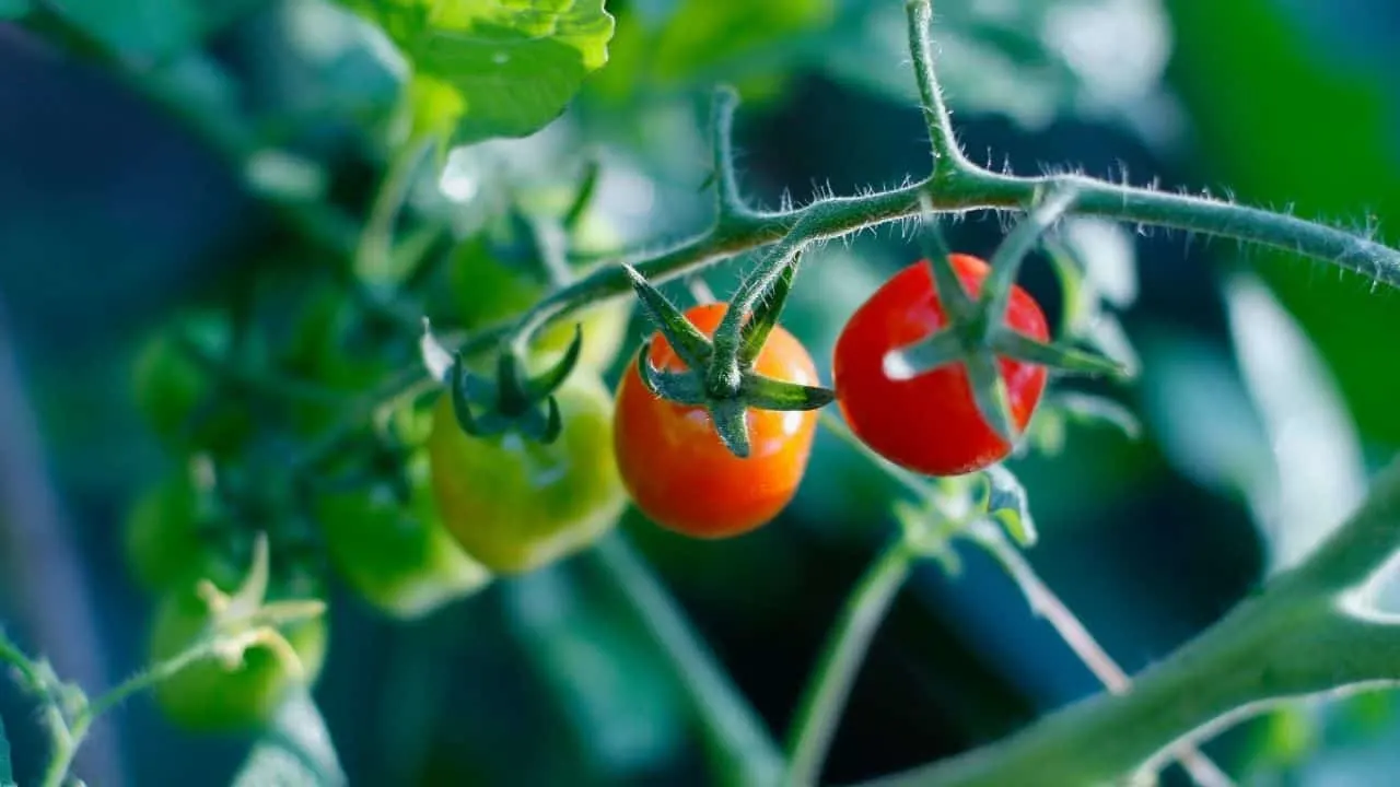 3葡萄番茄植物保健——一个明确的指南