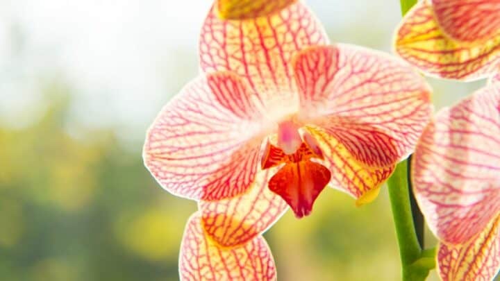 How to Plant Orchid Bulbs In 9 Nifty Steps