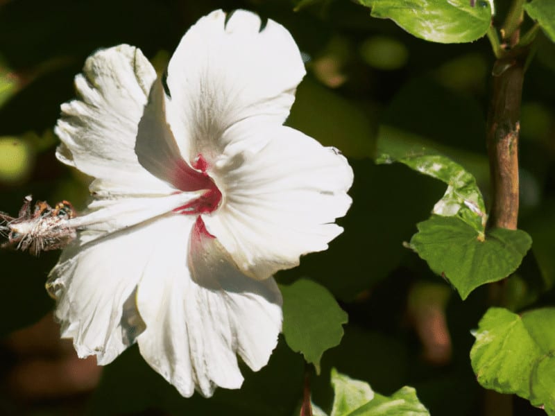Hibiscus plants need 4-6 hours of direct sunlight a day