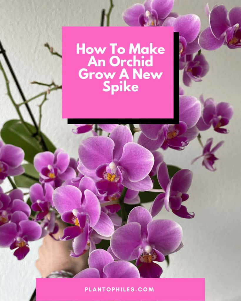 How To Make An Orchid Grow A New Spike
