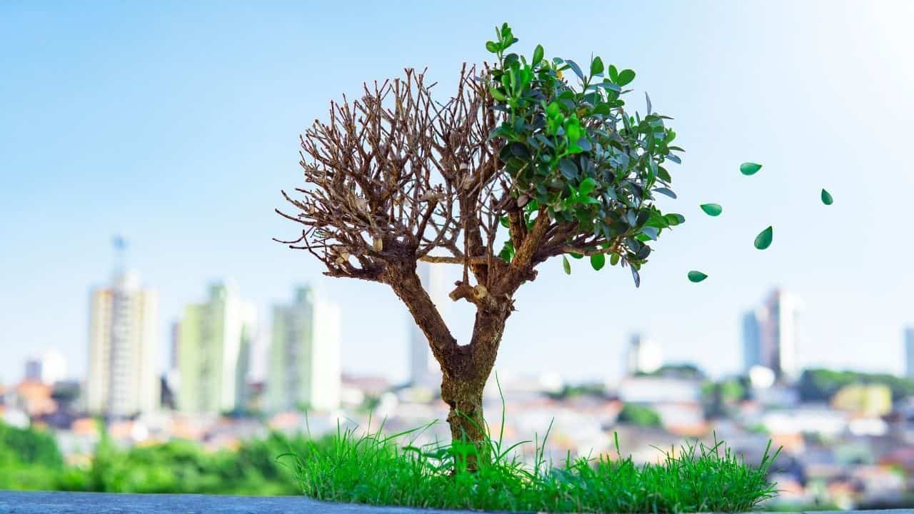 188金宝慱亚洲F1如何将一个盆景树回到生活吗