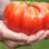 How to Grow Giant Tomatoes in 2023