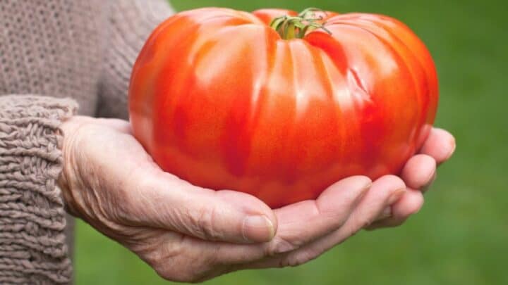 How to Grow Giant Tomatoes in 2023