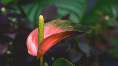 How to Make Anthurium Bloom — Top Tips