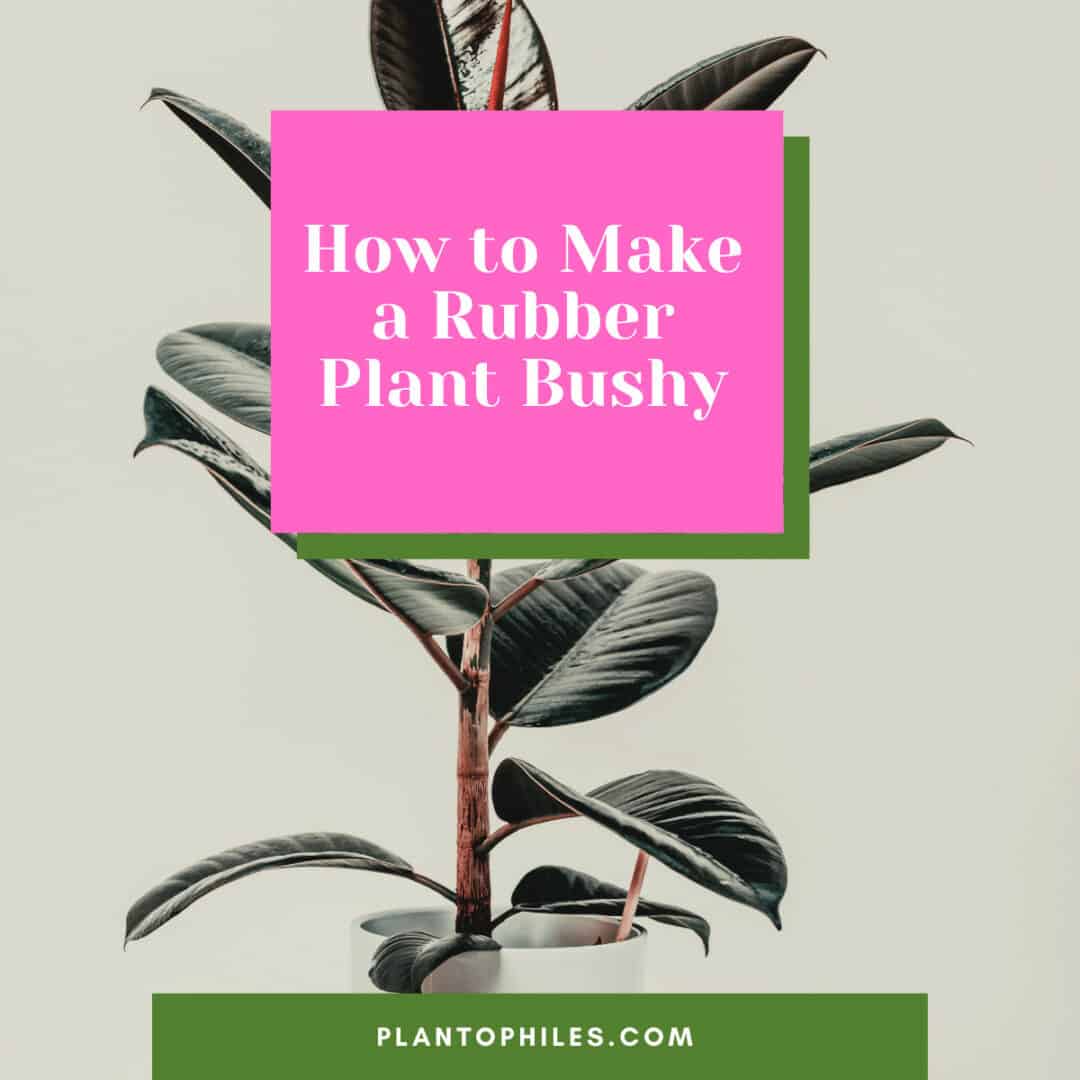 How to Make a Rubber Plant Bushy — Prune A Rubber Tree