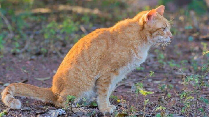 How to Neutralize Cat Urine in Soil — Step-by-step Guide