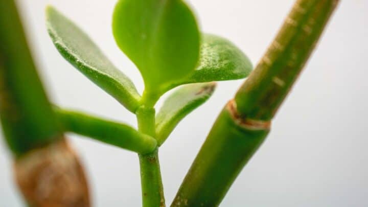 Why is My Jade Plant Dropping Leaves? — Reasons & Remedies