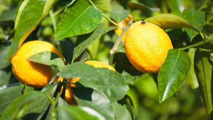 10 Common Reasons & Remedies for Leaf Drop on Lemon Trees