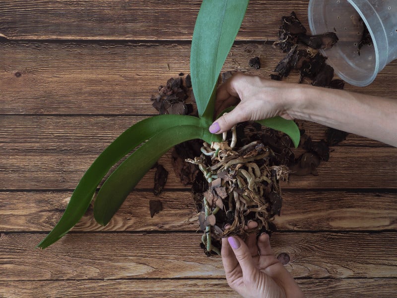 Lookout for new flower spikes on orchids