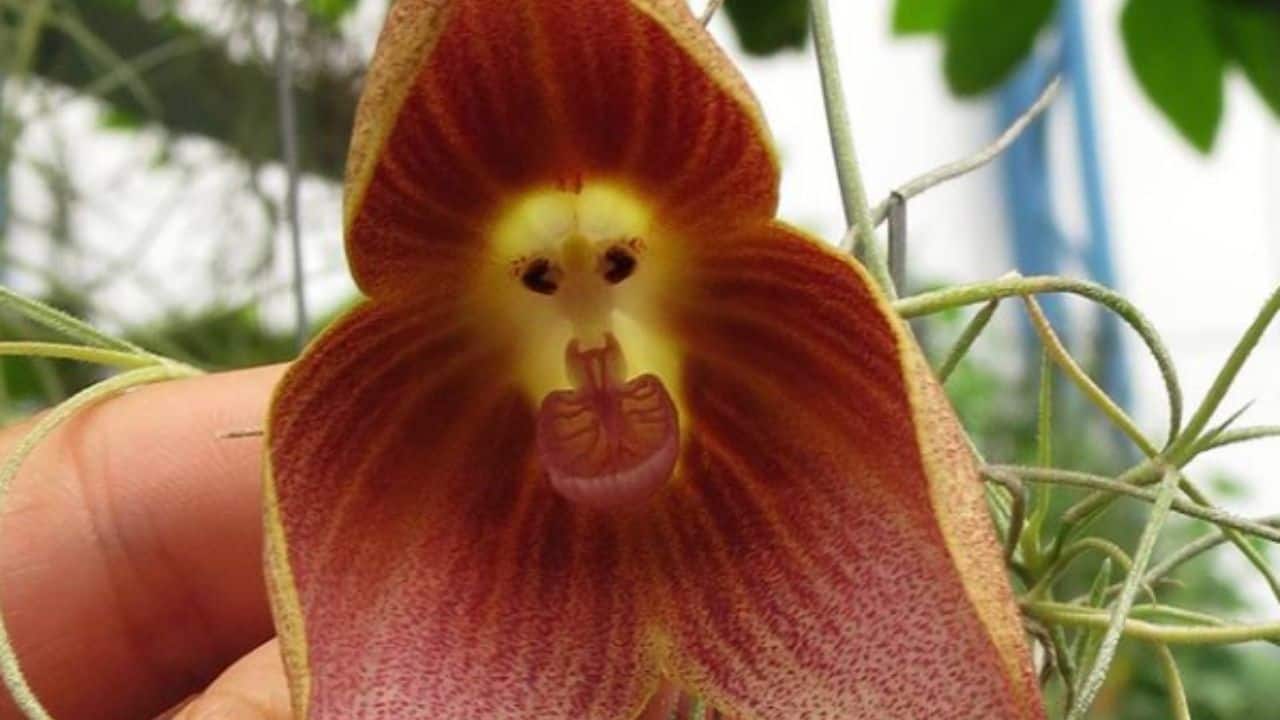 Are Grinning Monkey Orchids Real 