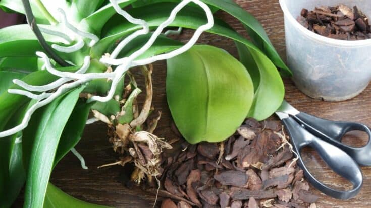 How To Revive An Orchid In 4 Easy Steps