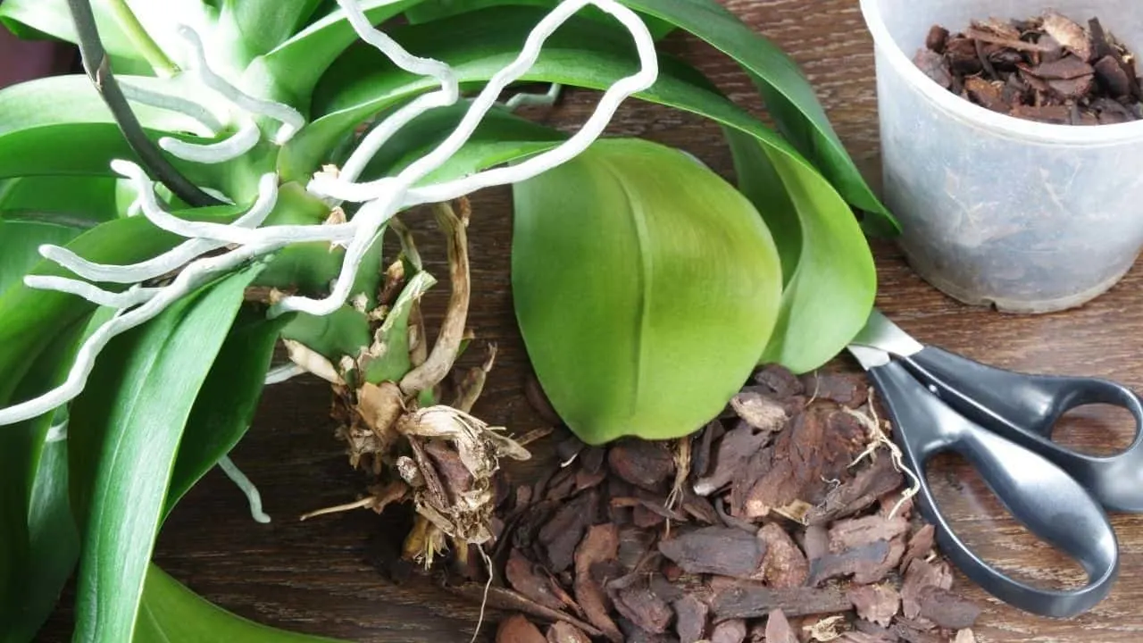 Orchid Roots