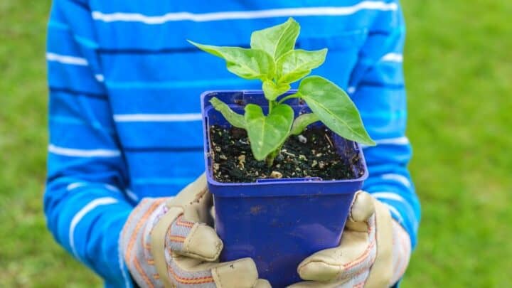 6为什么你的胡椒植物没有增长