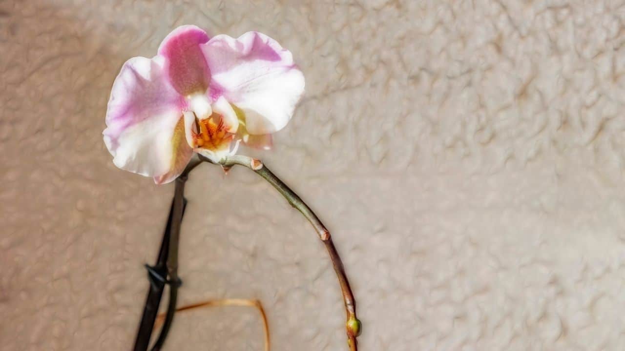 How To Grow An Orchid From A Stem Like A Master Gardener 1407