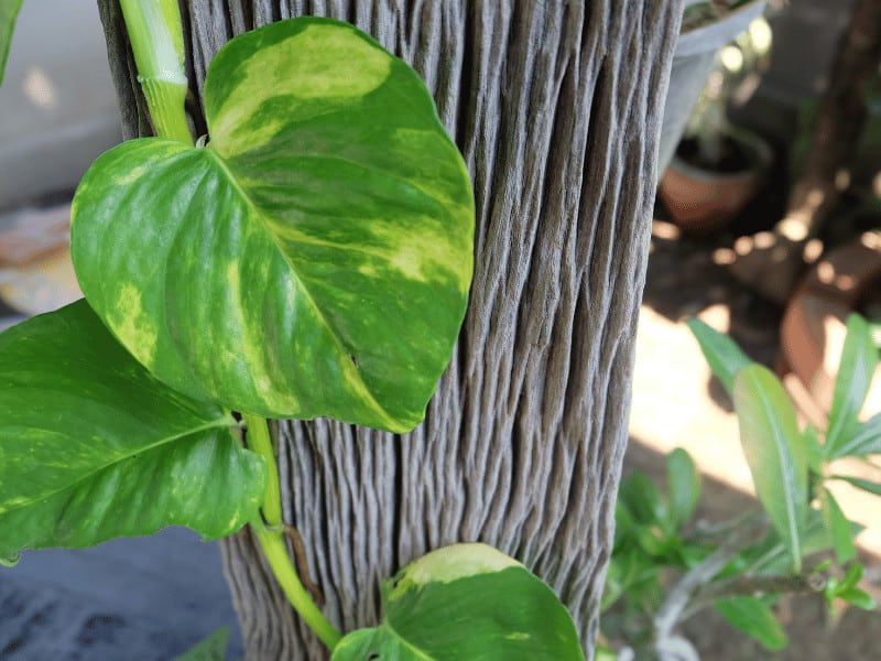 Pothos can live outside in USDA zone 10-12