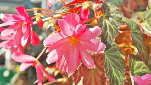 How to Propagate a Begonia Like A Pro Gardener