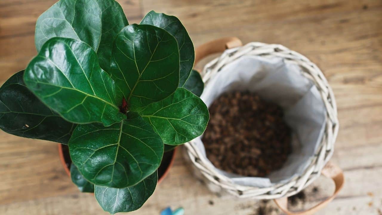 How To Propagate Fiddle Leaf Fig 3 Easy Ways