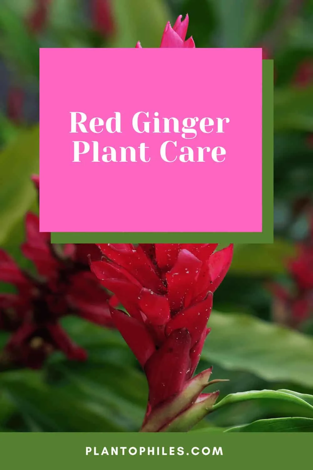 Red Ginger Plant Care