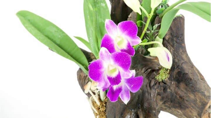 How to Revive an Orchid Without Leaves In 5 Easy Steps!
