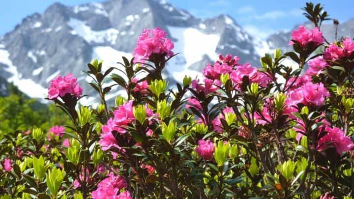 The 6 Best Plants to Plant under Rhododendrons — Revealed