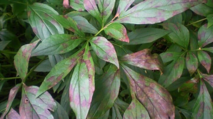 Rust Spots on Leaves – Identification, Treatment, Prevention