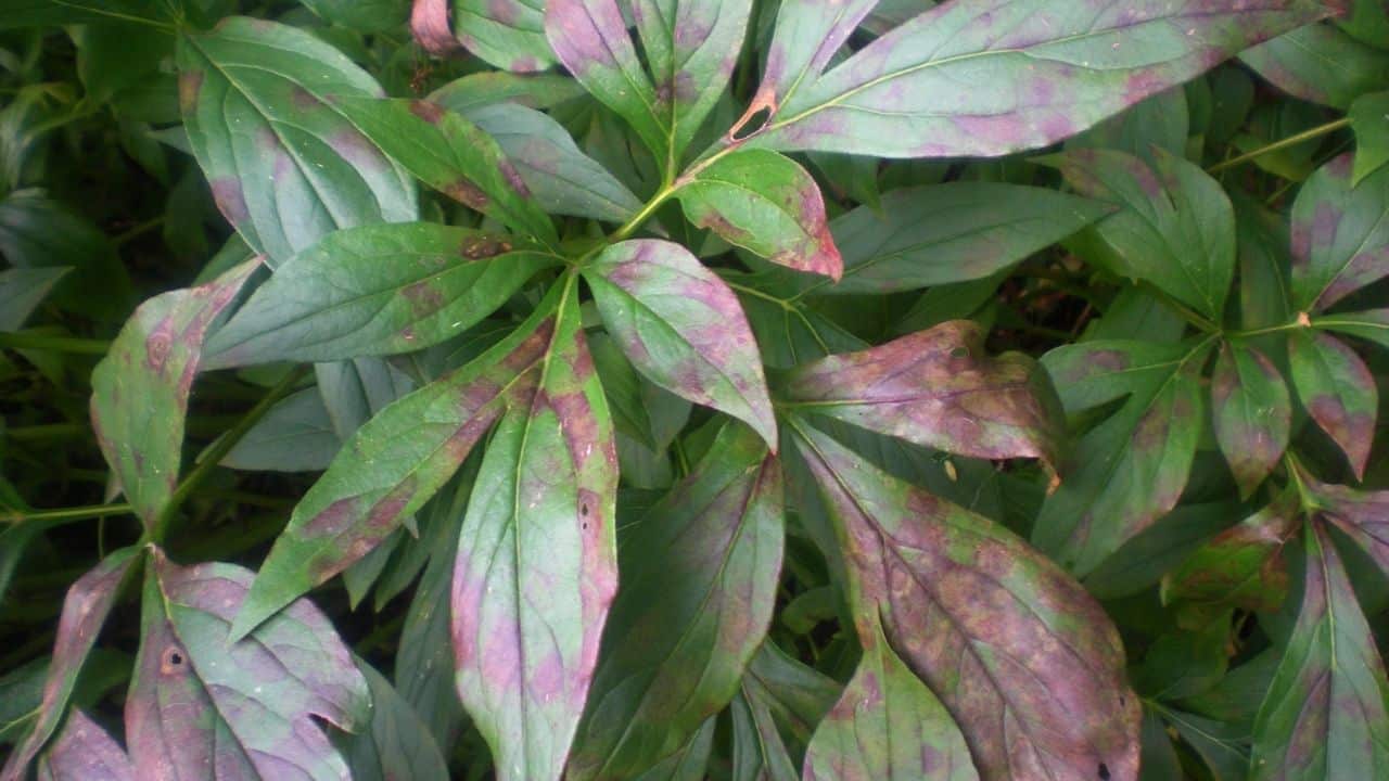 rust-spots-on-leaves-during-flowering