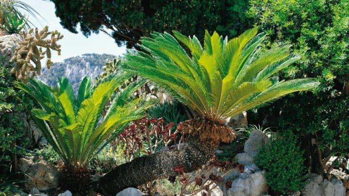 The 6 Best Plants to Plant under Palm Trees — Revealed