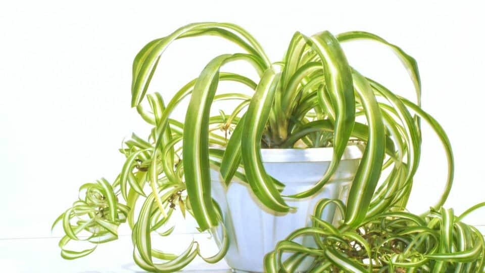 Reasons For Root Rot In Aloe Vera Revealed