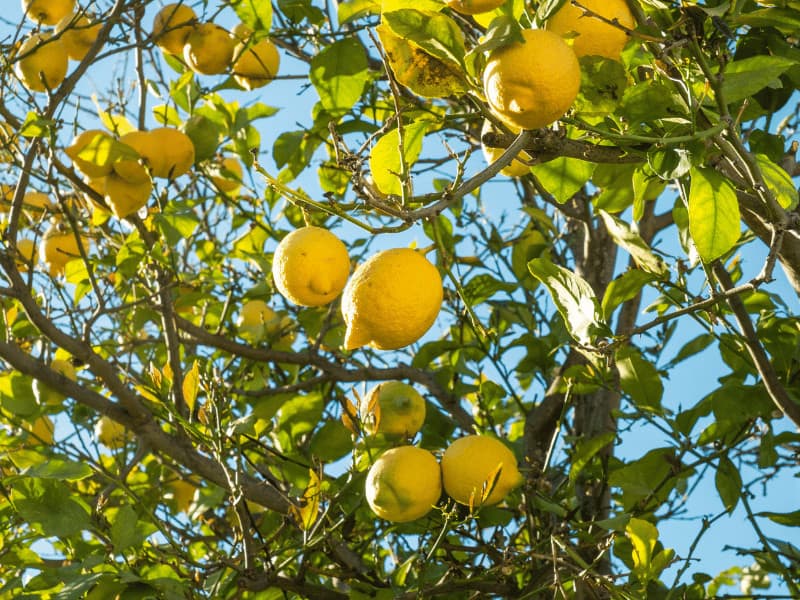 Spring and summer are the main growing seasons for plants such as lemon trees