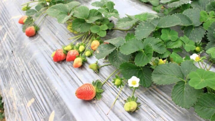 什么植物和188金宝慱亚洲体育草莓一起长得好?12种最好的植物188金宝慱亚洲体育