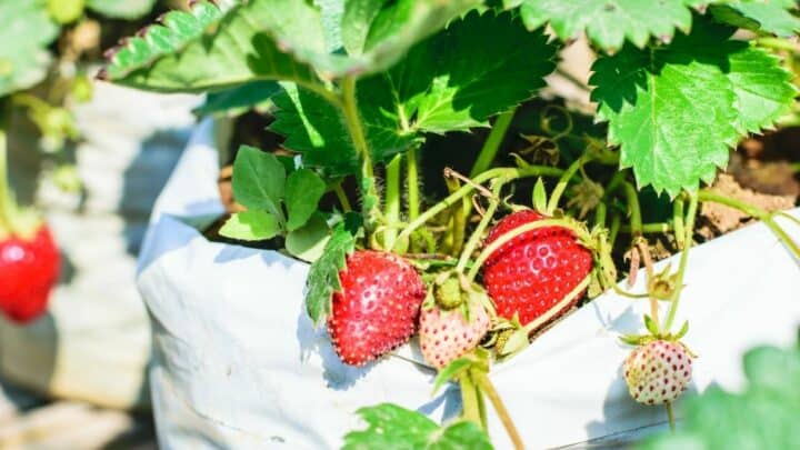 草莓最佳肥料-买家指南