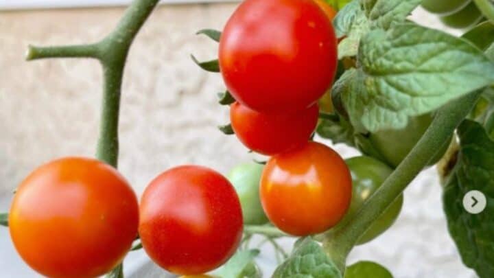 Tiny Tim Tomato Plant Care – All You Need To Know!