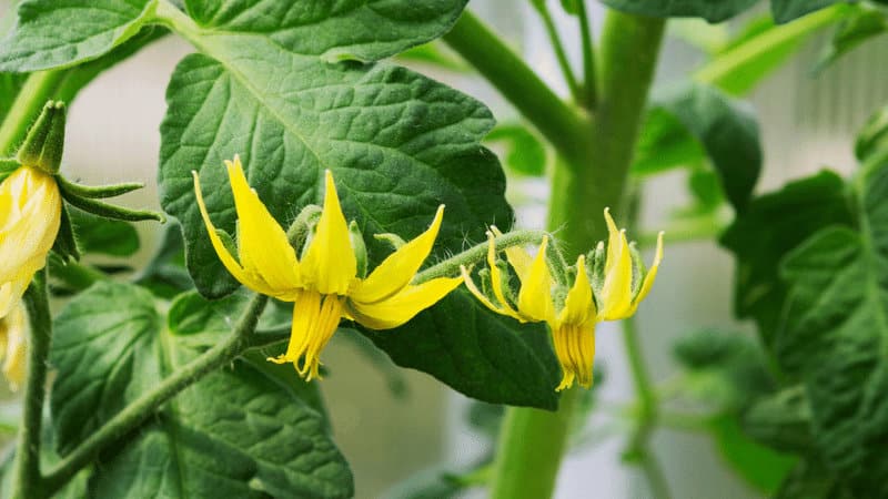 The tomato plant forms vibrant star-shaped yellow flowers
