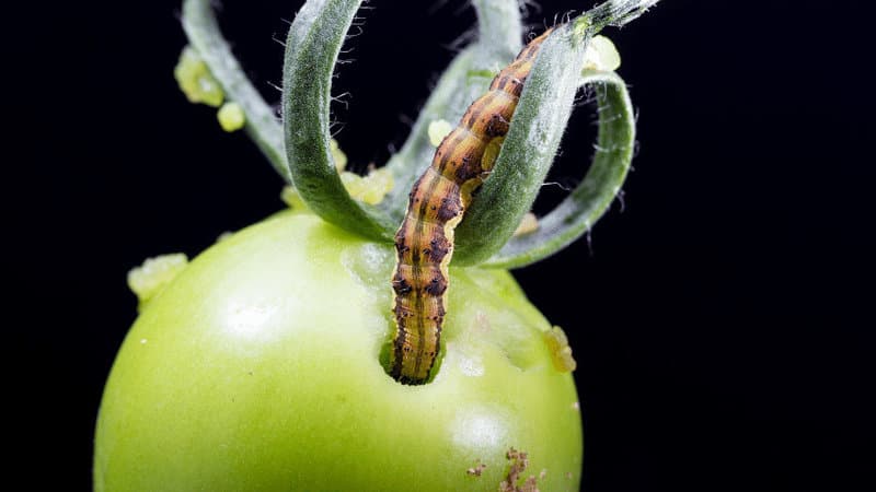 害虫和昆虫通常是最先攻击番茄植物的188金宝慱亚洲体育