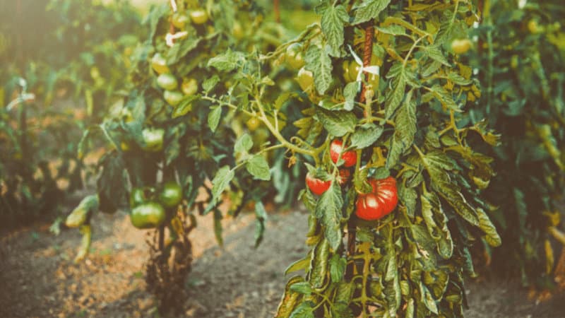种植巨型番茄的小贴士188金宝慱亚洲体育