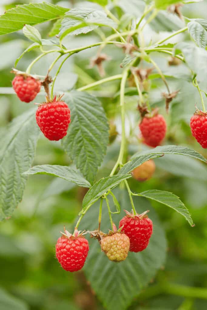 Best Fertilizers for Raspberries A Buyers Guide 2022