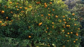 给柑橘树浇水