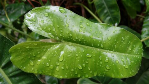 How Often to Water a Philodendron – The Answer Is Here!