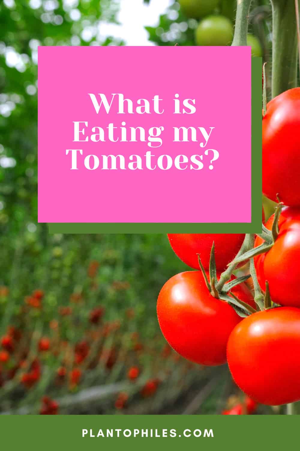吃我的西红柿是什么?