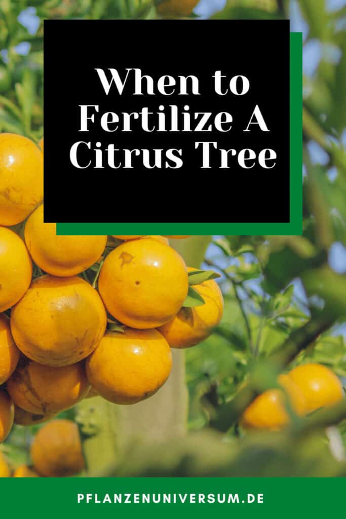 When to Fertilize A Citrus Tree